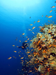 A diver watching a colorful reef in the Red Sea