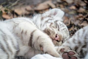 ホワイトタイガー赤ちゃん