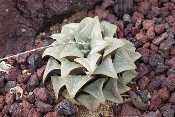 ハオルチア・エメラエ・コンプトニアナ