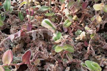 トラデスカンティア 白絹姫錦