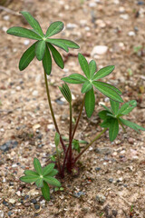 On dense gravel the lupinus grows. A young plant with beautiful green leaves.