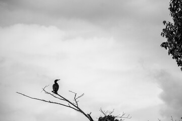 風景素材　モノクロ　空を見上げるカワウ