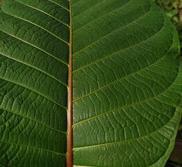 green leaf texture