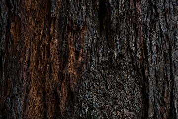 Dry tree bark texture and background