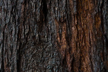 Fototapeta premium Dry tree bark texture and background