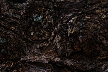Fototapeta na wymiar Dry tree bark texture and background
