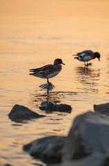 two seagulls on the beach