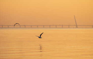 seagulls flying over the Shenzhen Bay Bridge