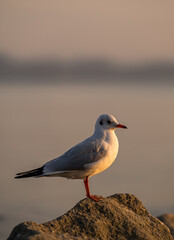 the seagull portrait in sunset