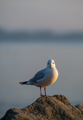 the seagull portrait in sunset