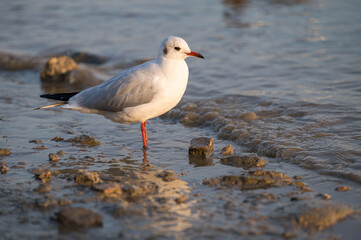 the seagull portrait in sunset