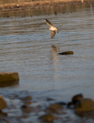 a flying seagull over the sea