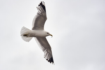 A seagull hovering in the air