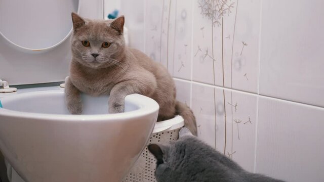 Two British Cats Are Exploring Toilet. One Cat is Sitting on Toilet, Second Next