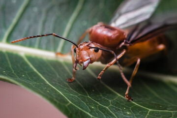 Asian Weaver Ant Queen(Oecophylla smaragdina).  Weaver ants live in trees and are known for their unique nest-building behaviour where workers construct nests by weaving together leaves.