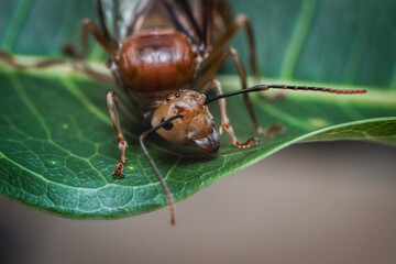 Asian Weaver Ant Queen(Oecophylla smaragdina).  Weaver ants live in trees and are known for their unique nest-building behaviour where workers construct nests by weaving together leaves.
