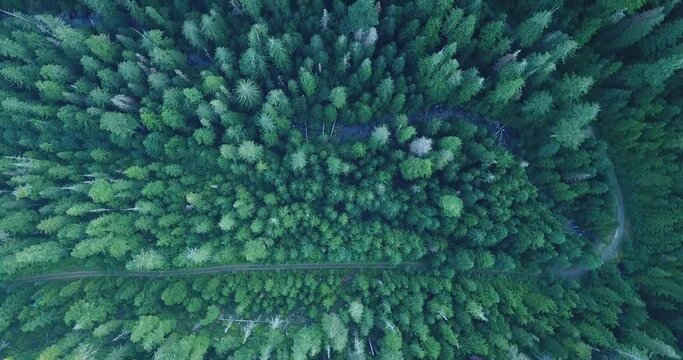 Aerial Drone Olympic Forest Washington 