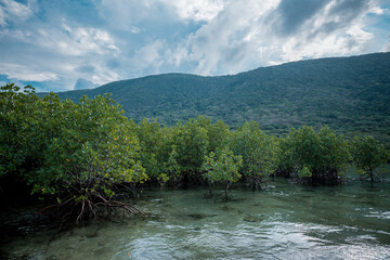 Mangrove forest along Con Dao Island, Viet Nam
