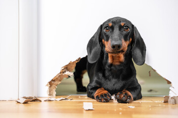 Mess and naughty dachshund puppy was locked in room alone and chewed hole in door to get out. Poorly behaved pets spoil furniture and make mess in apartment - obrazy, fototapety, plakaty