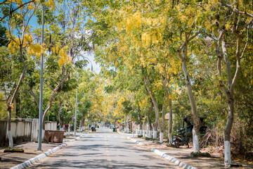 Fototapeta premium Cassia fistula L tree and flower on the street at Con Dao Island, Viet Nam