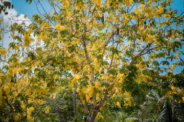 Cassia fistula L tree and flower on the street at Con Dao Island, Viet Nam