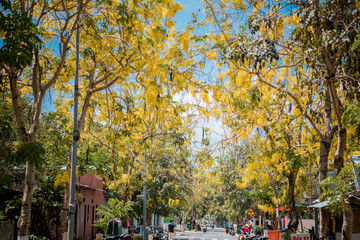 Cassia fistula L tree and flower on the street at Con Dao Island, Viet Nam