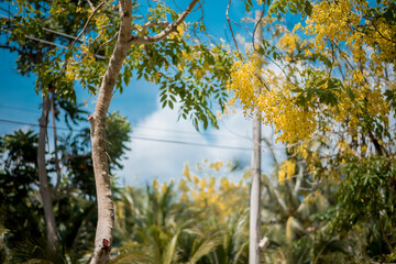 Obraz premium Cassia fistula L tree and flower on the street at Con Dao Island, Viet Nam
