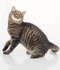 European shorthair on a white background.