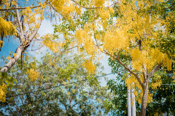Cassia fistula L tree and flower on the street at Con Dao Island, Viet Nam