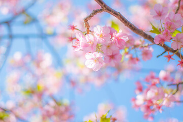 Fototapeta premium 満開の河津桜