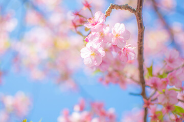 満開の河津桜