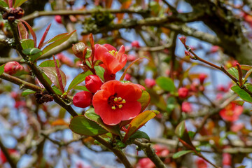 blossoming crapapple tree in springtime