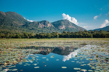 Landscape of Lotus Flowers Lake and Mountain Scenery with blue sky at Con Dao island, Viet Nam....