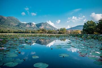 Landscape of Lotus Flowers Lake and Mountain Scenery with blue sky at Con Dao island, Viet Nam....