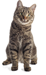 European shorthair on a white background sits.