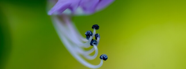 macro of a flower