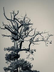 silhouette of a tree