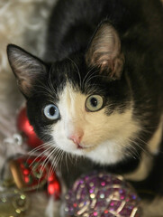 cat with christmas decorations