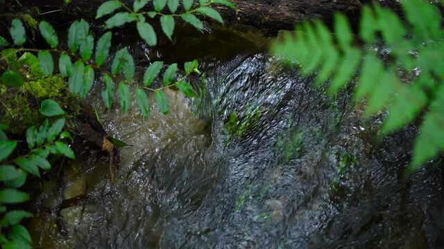 small running stream river in Kew Mae Pan Nature trail Chaingmai Thailand.