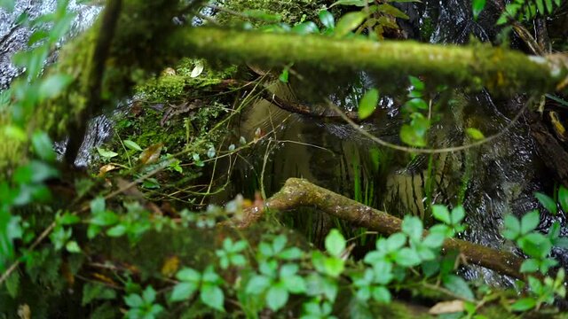small running stream river in Kew Mae Pan Nature trail Chaingmai Thailand.