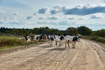 Fototapeta premium Asphalt road in rural areas