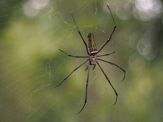 Close up macro shot of a European garden spider (cross spider, Araneus diadematus) sitting in a spider web