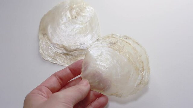 雑貨やインテリア、装飾などに使われる素材カピス貝(placuna placenta)