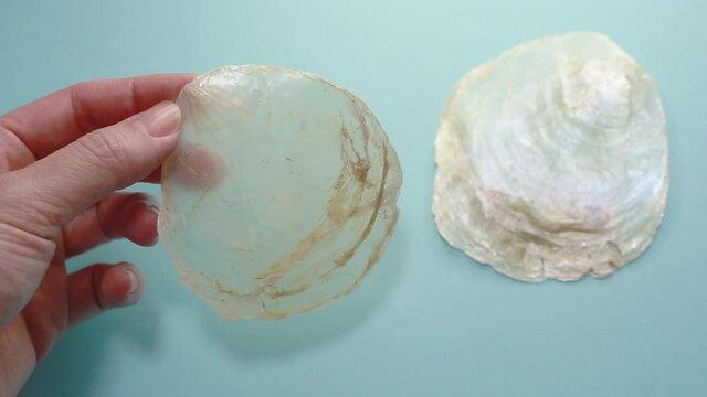 雑貨やインテリア、装飾などに使われる素材カピス貝(placuna placenta)