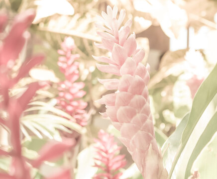 Bright and blur, background of jungle garden with exotic flowers in pink hue