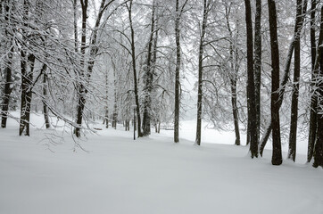 Serene winter landscape with snow covered trees in the park during heavy snowfall. 