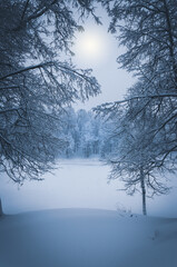 Serene winter landscape with snow covered trees in the park during heavy snowfall. 