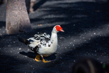 Muscovy Duck on Punaluu Black Sand Beach