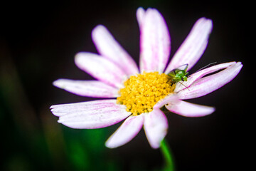 Obraz premium close up of a daisy