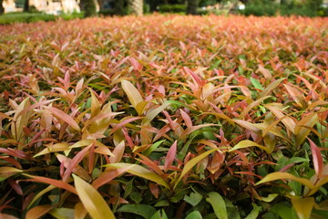 Syzygium australe plant in garden.